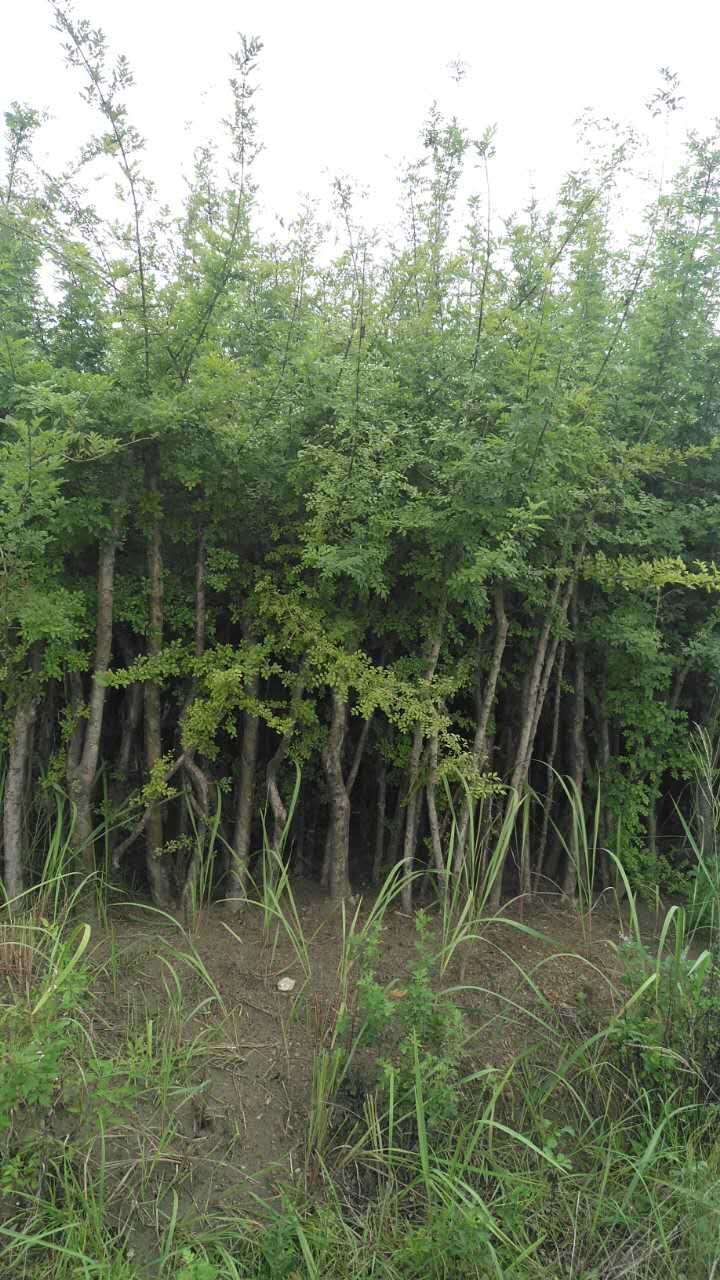 对接白蜡树