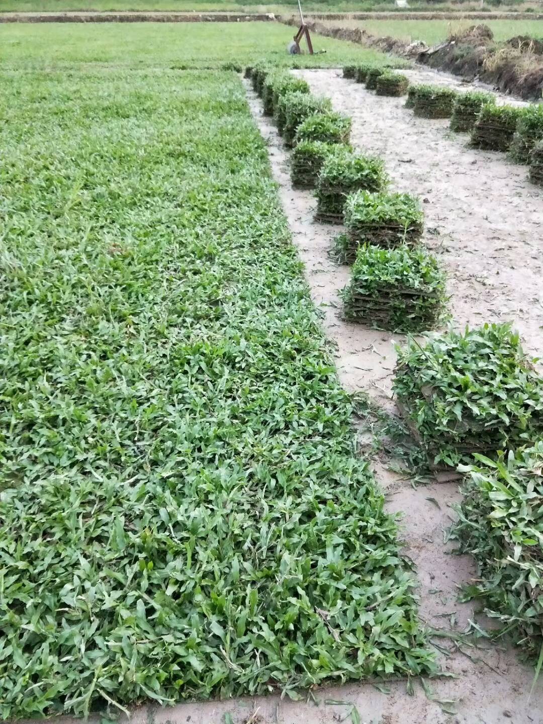 大叶油草