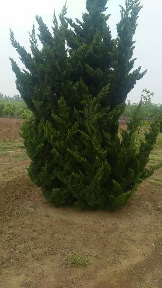 龙柏