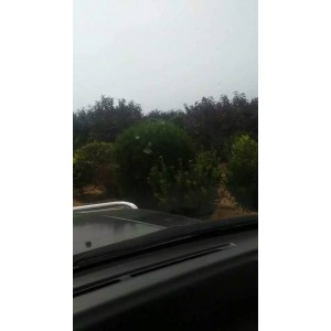 龙柏球