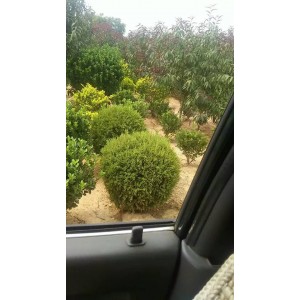 龙柏球