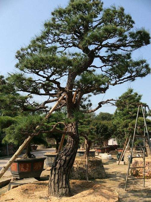 黑松