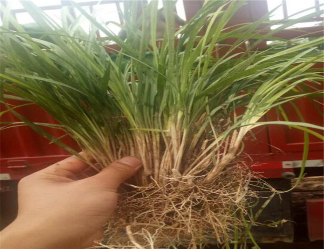 麦冬草种植