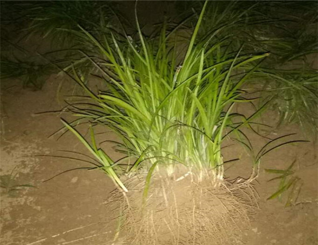麦冬草