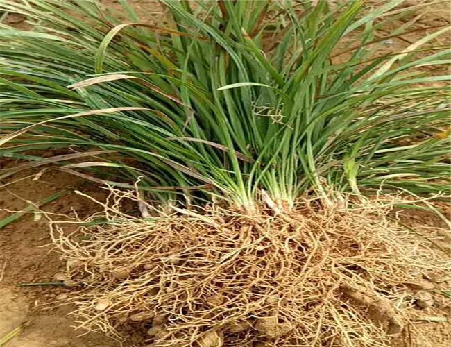 麦冬草供应