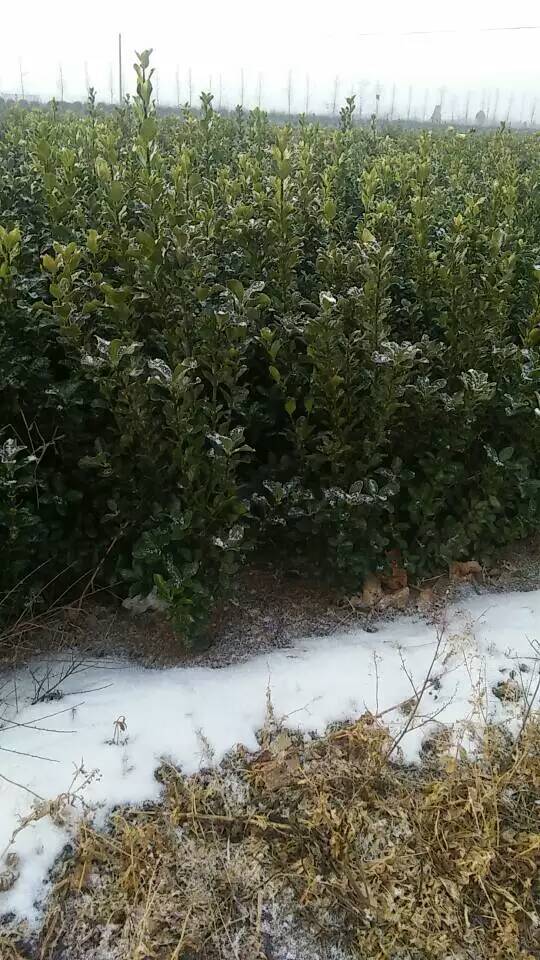 大叶黄杨绿化苗