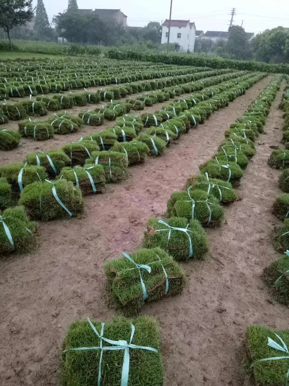 百慕大