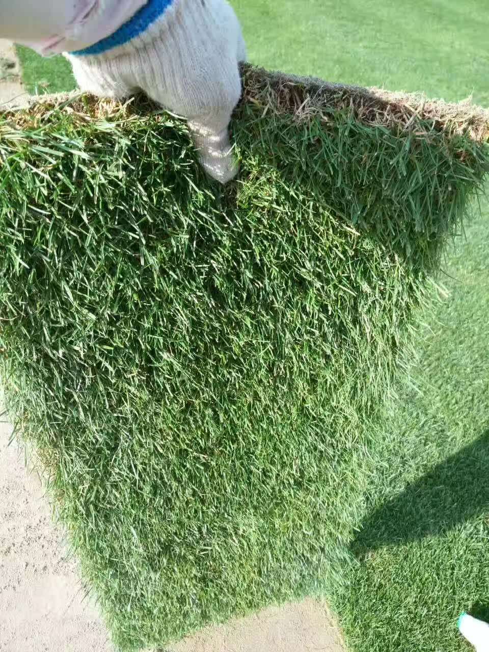 百慕大混播黑麦草坪