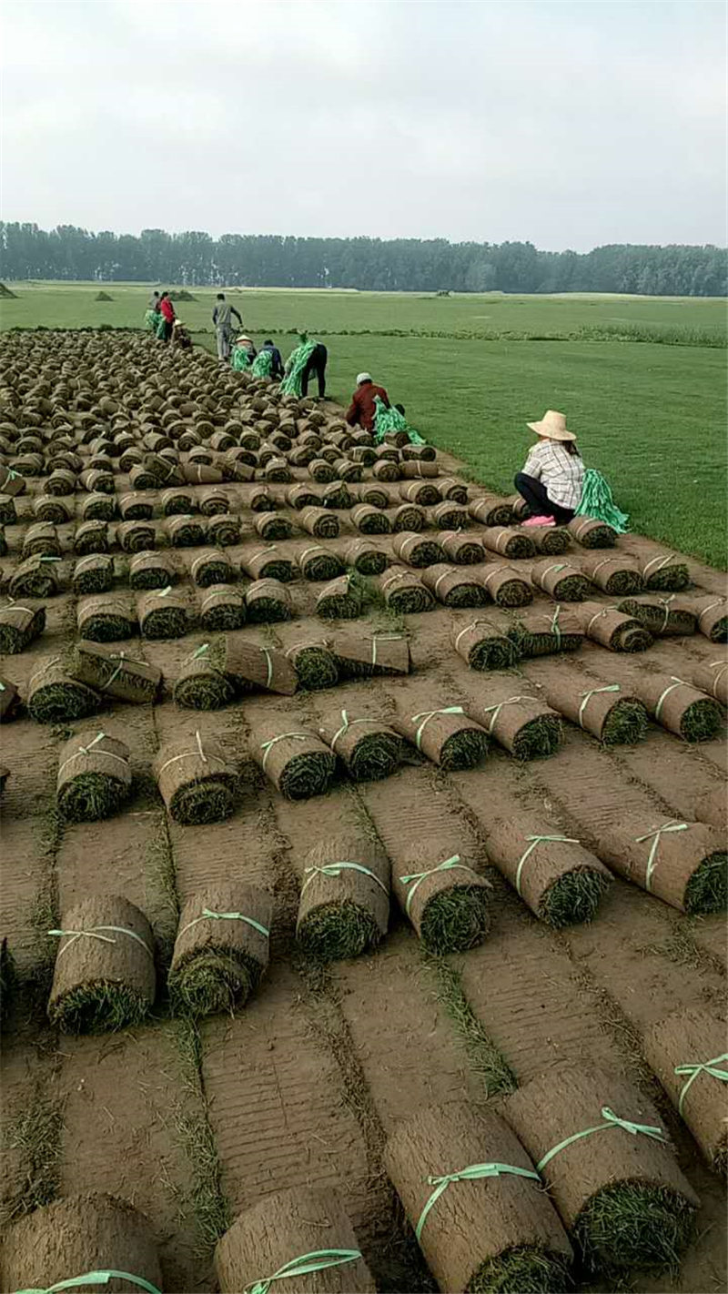 沙培果岭草