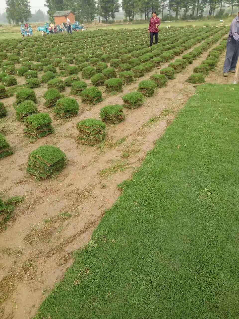 马里拉草坪