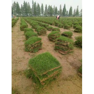 马里拉草坪