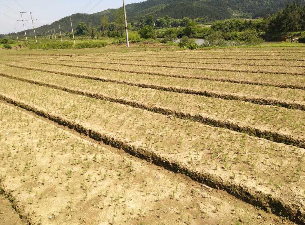松树供应