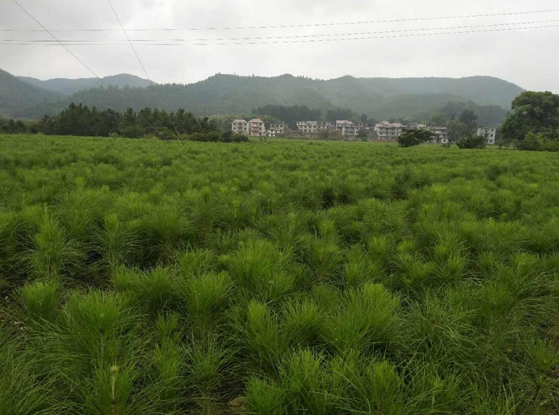 松树