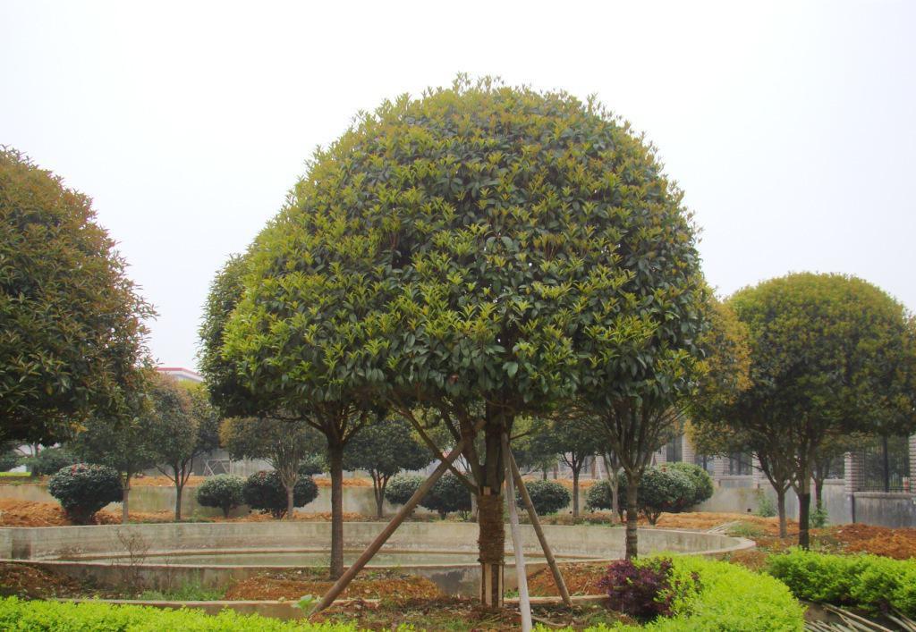 桂花