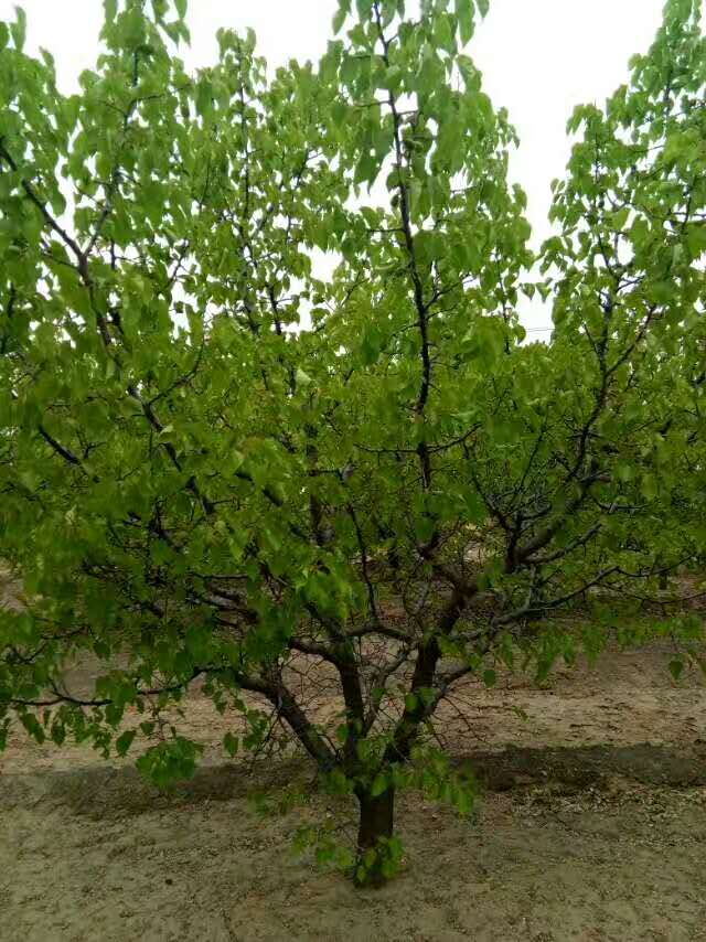 山杏