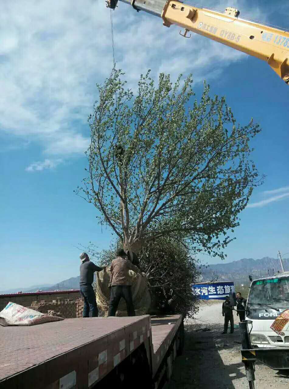 八棱海棠供应