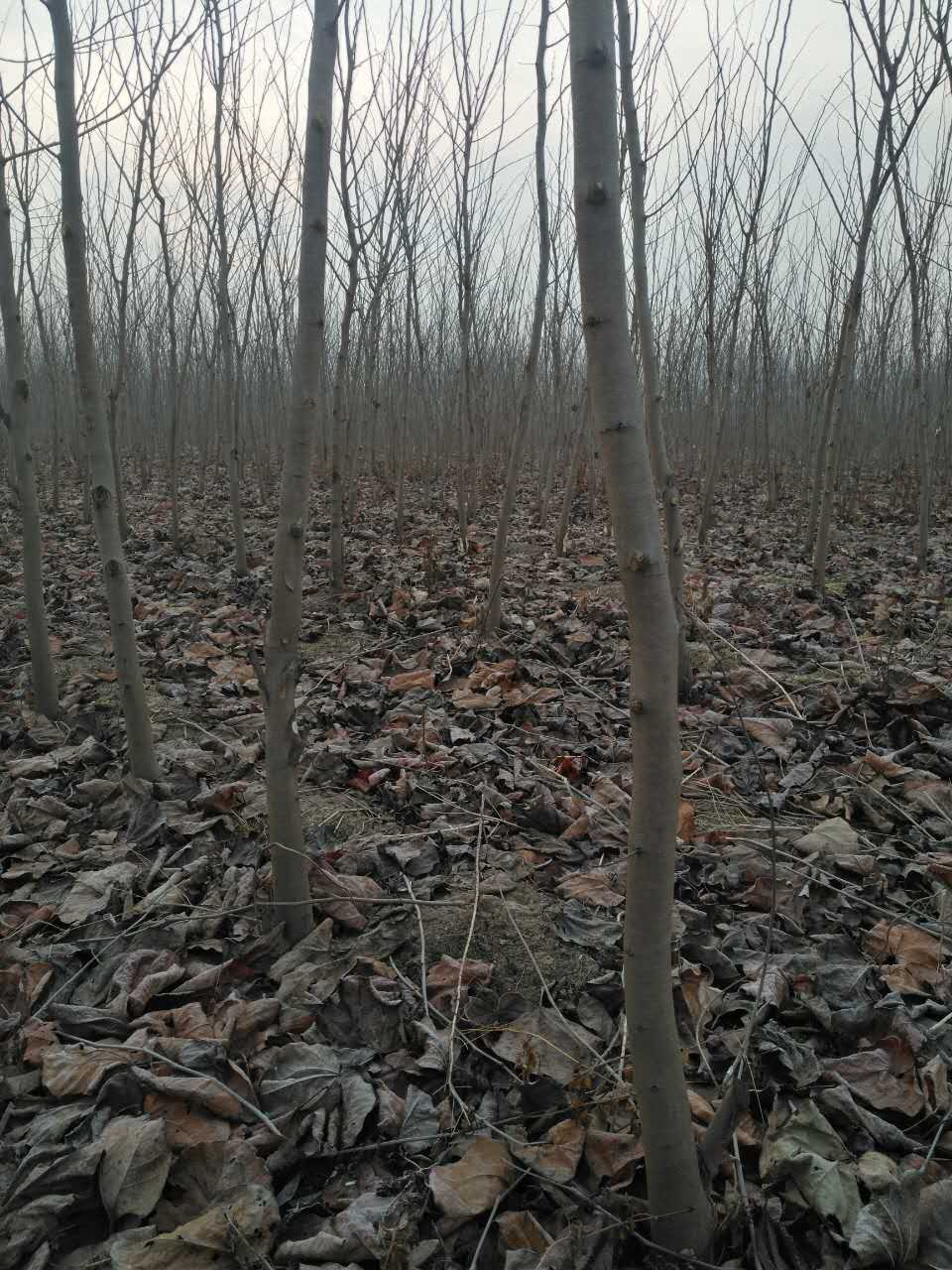 巨紫荆