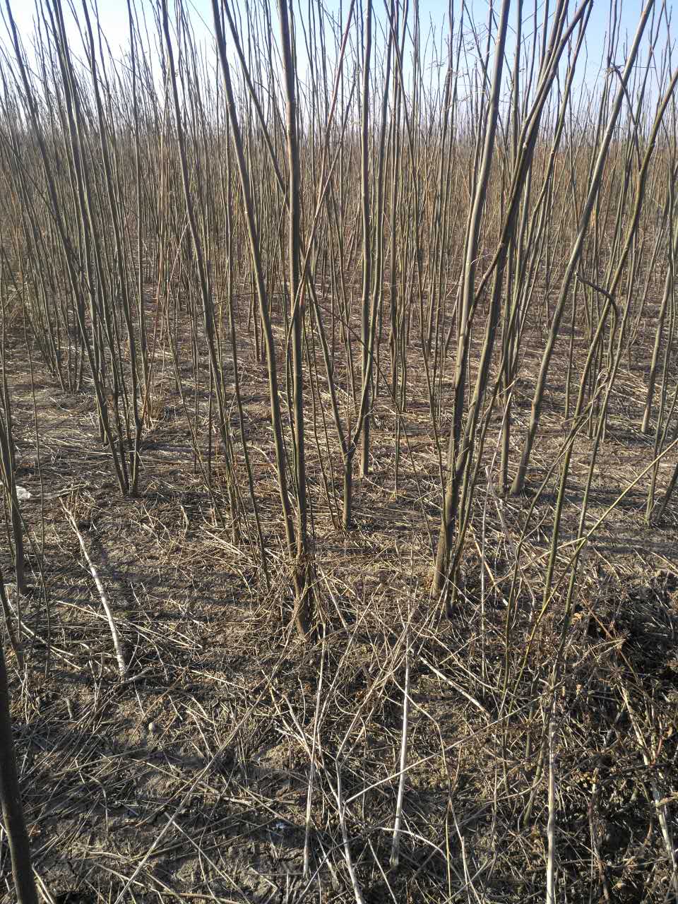 苦栋树