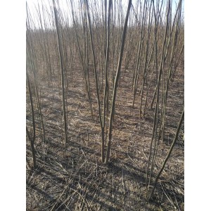 苦栋树