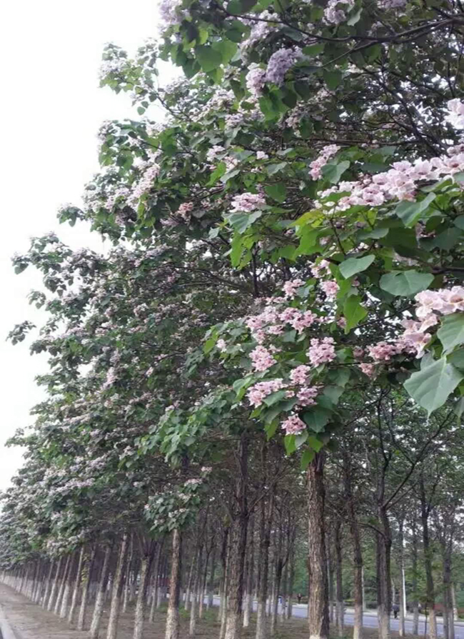 楸树