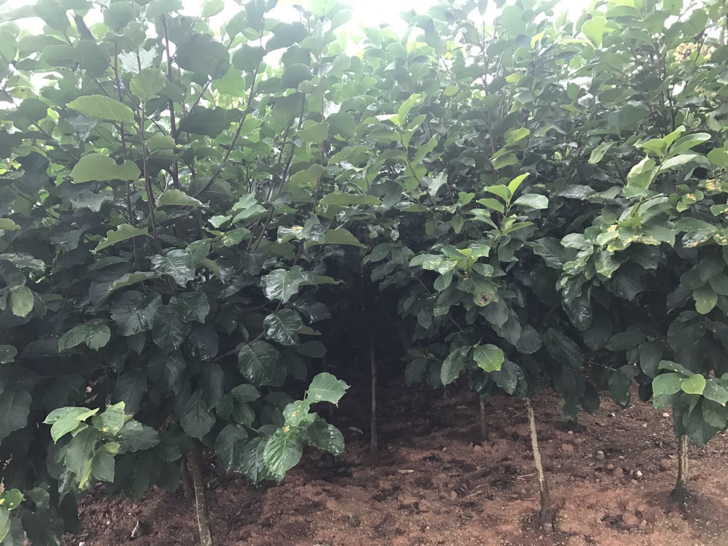 供应地径5公分的精品红玉兰2千棵，4公分的2万棵