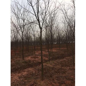 供应分枝点2米左右、高度6米左右地径6至7公分的高杆早樱1万