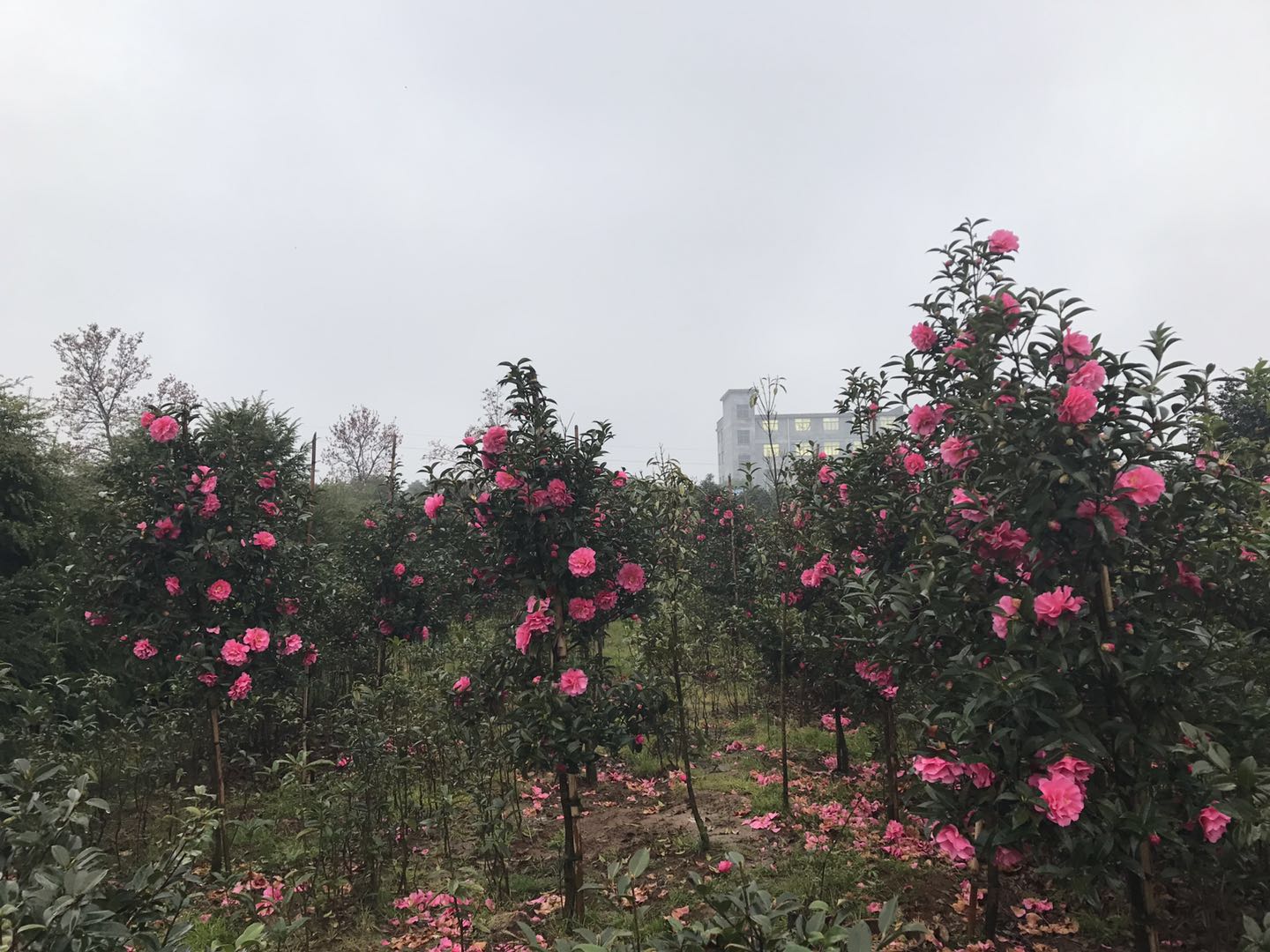速生牡丹茶花