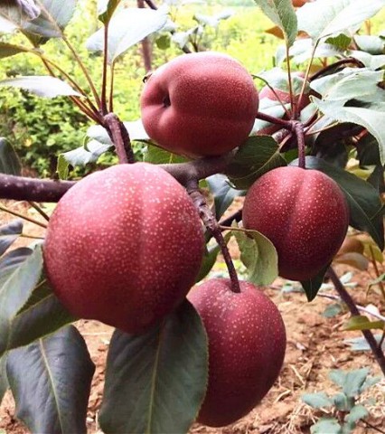 中国红梨（绝世红梨）苗