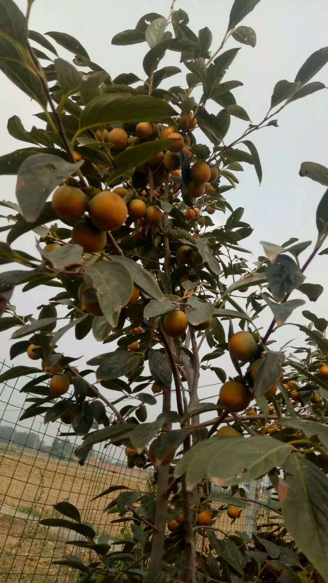 脆大甜柿一号
