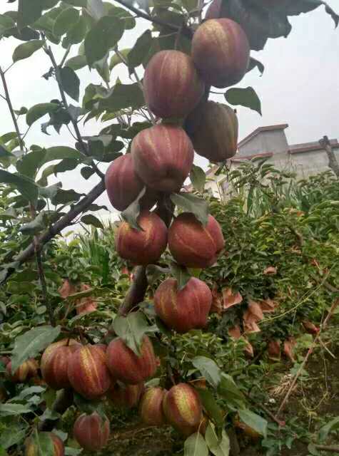 彩色红梨苗挂果状