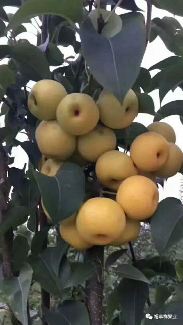 秋月梨树苗挂果状