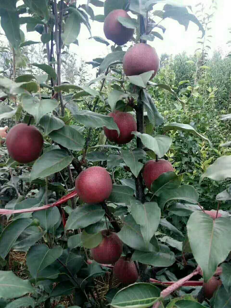 中国全红梨苗