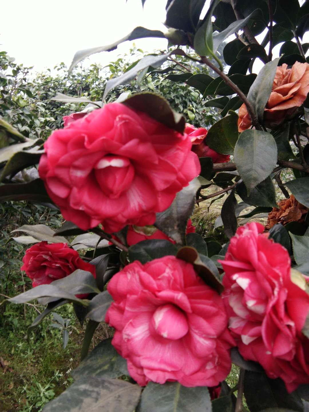 茶花