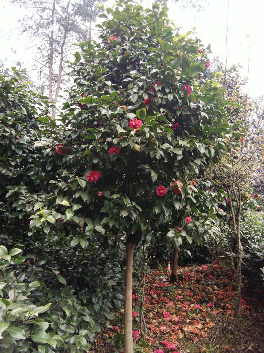 茶花