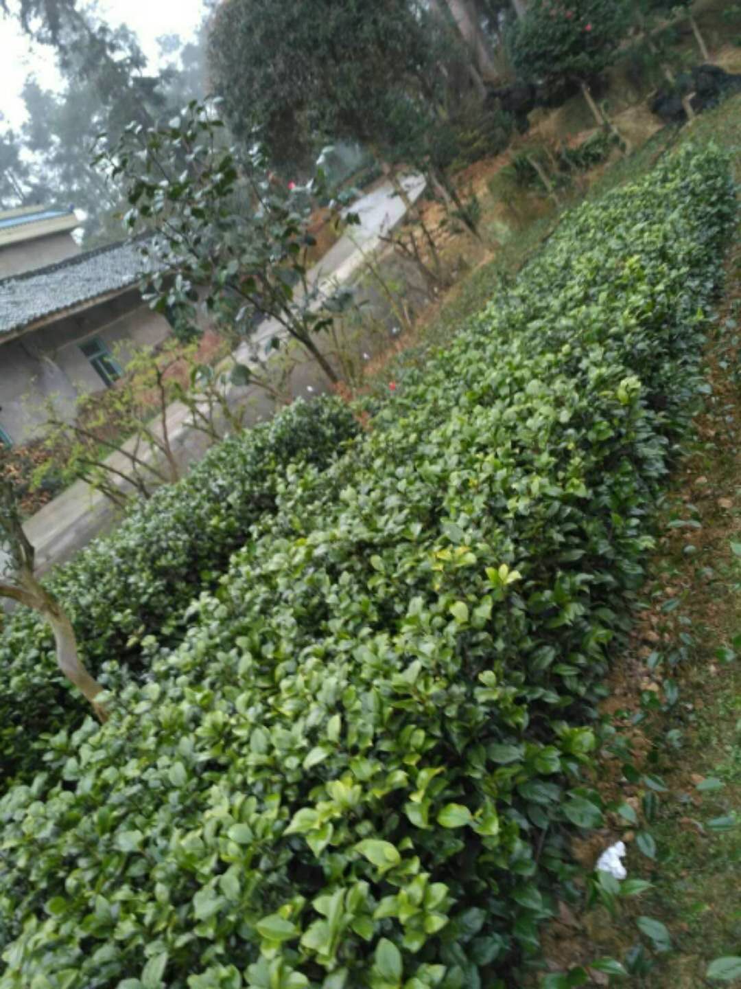 茶花