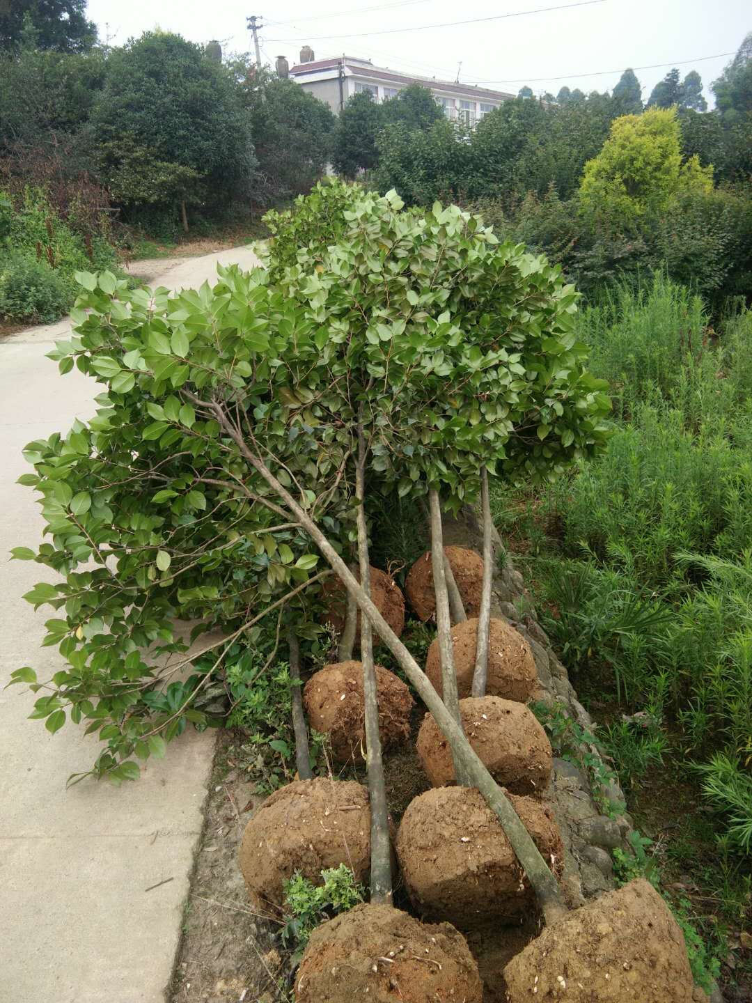 茶花