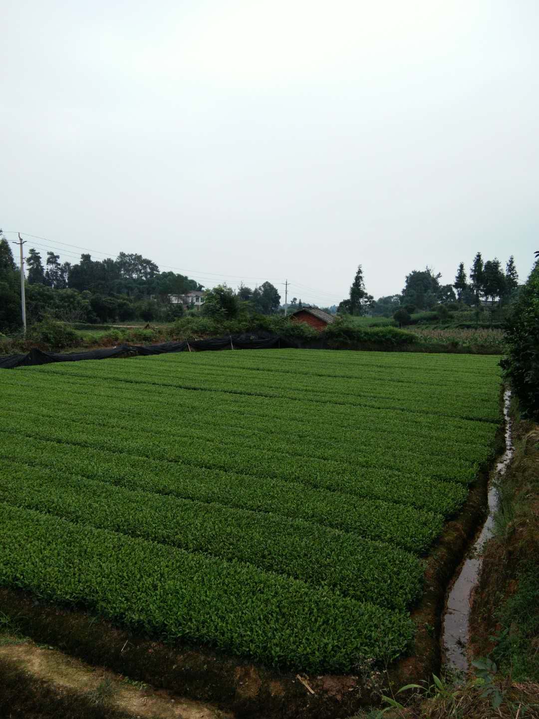 茶苗