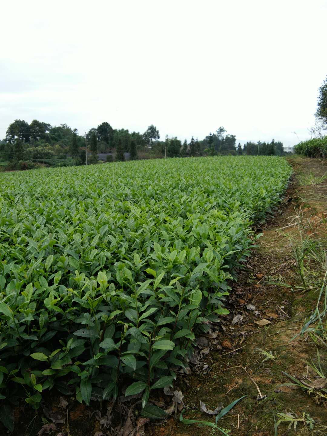 茶苗
