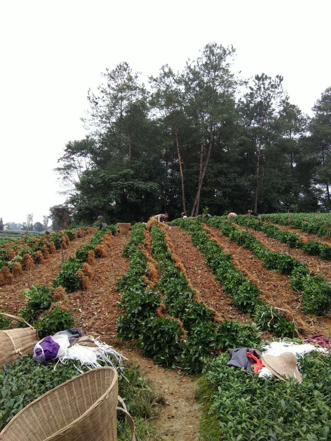 茶苗