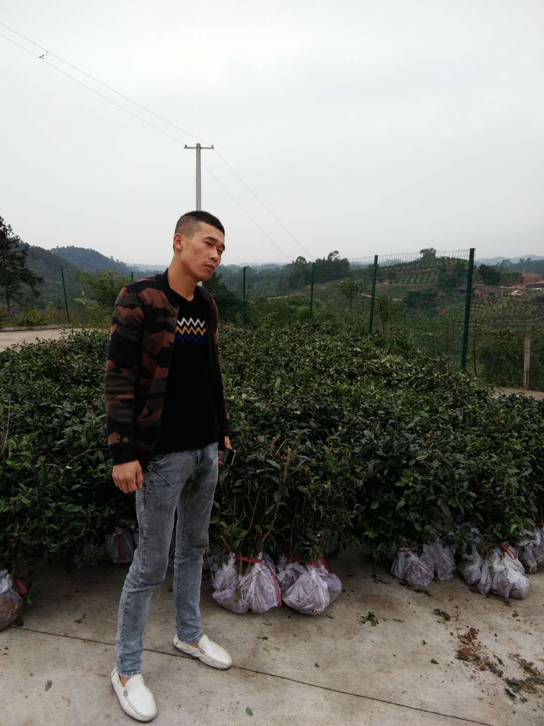 茶苗