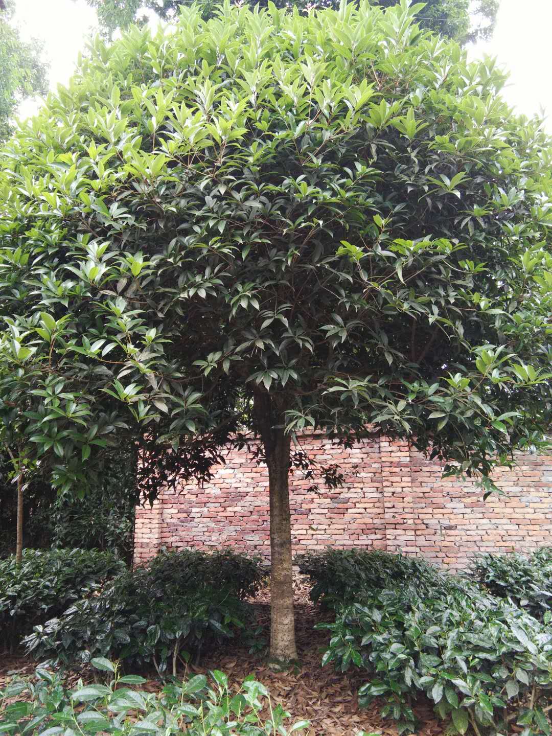 桂花