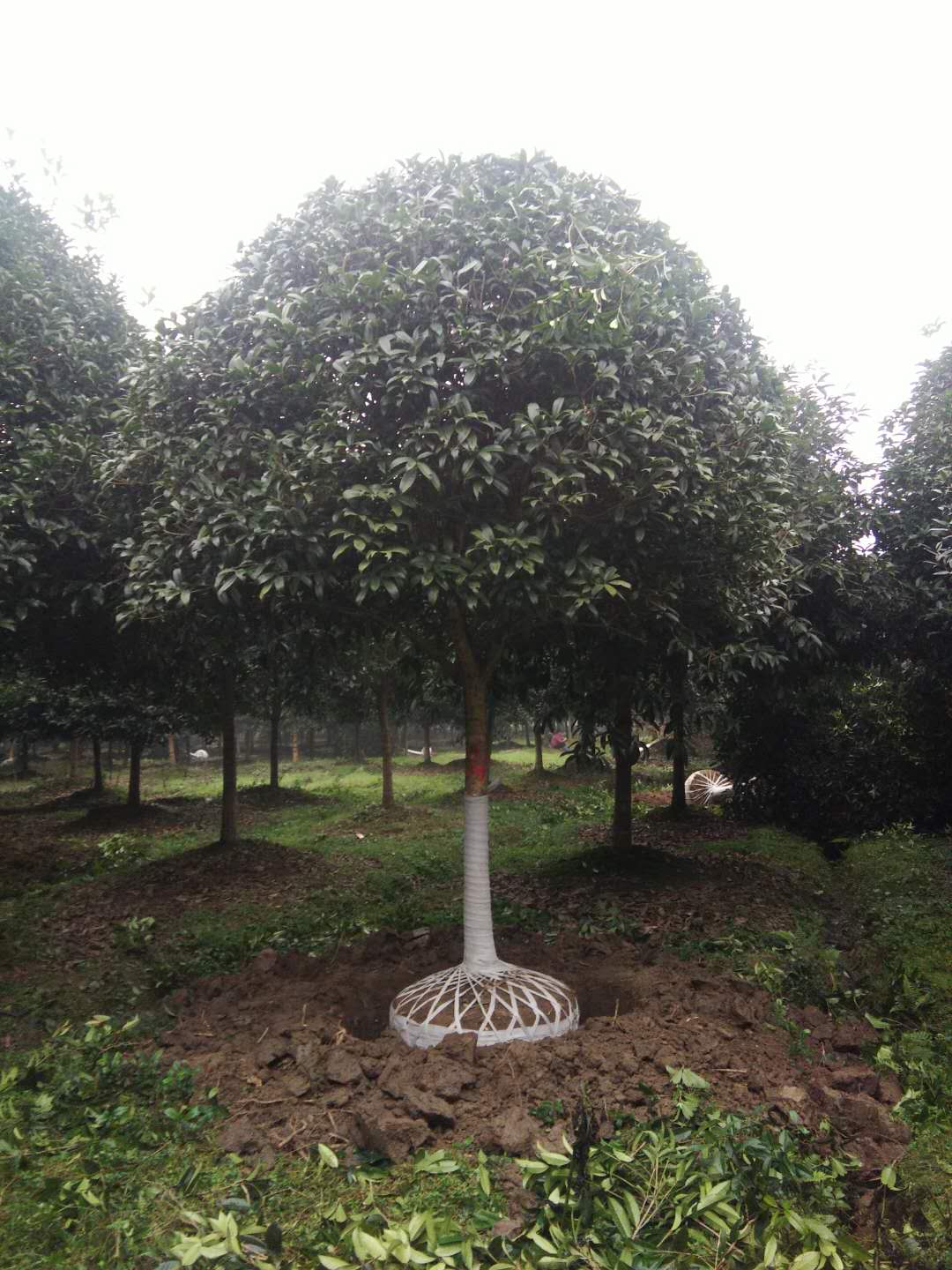 桂花
