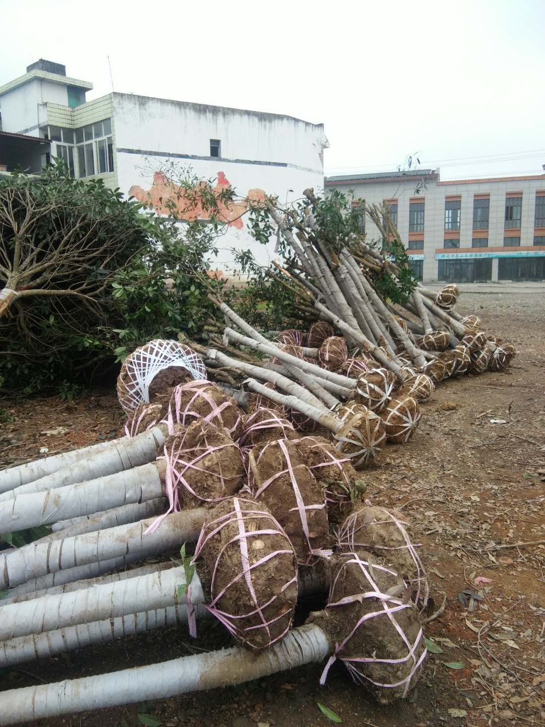 桂花