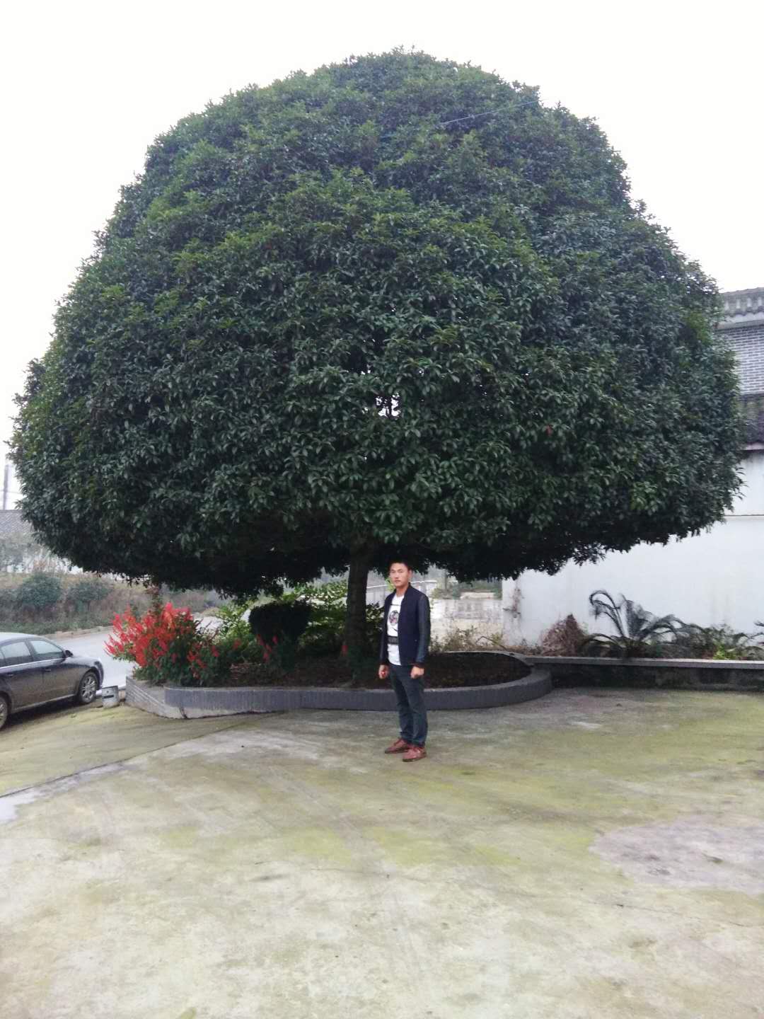桂花