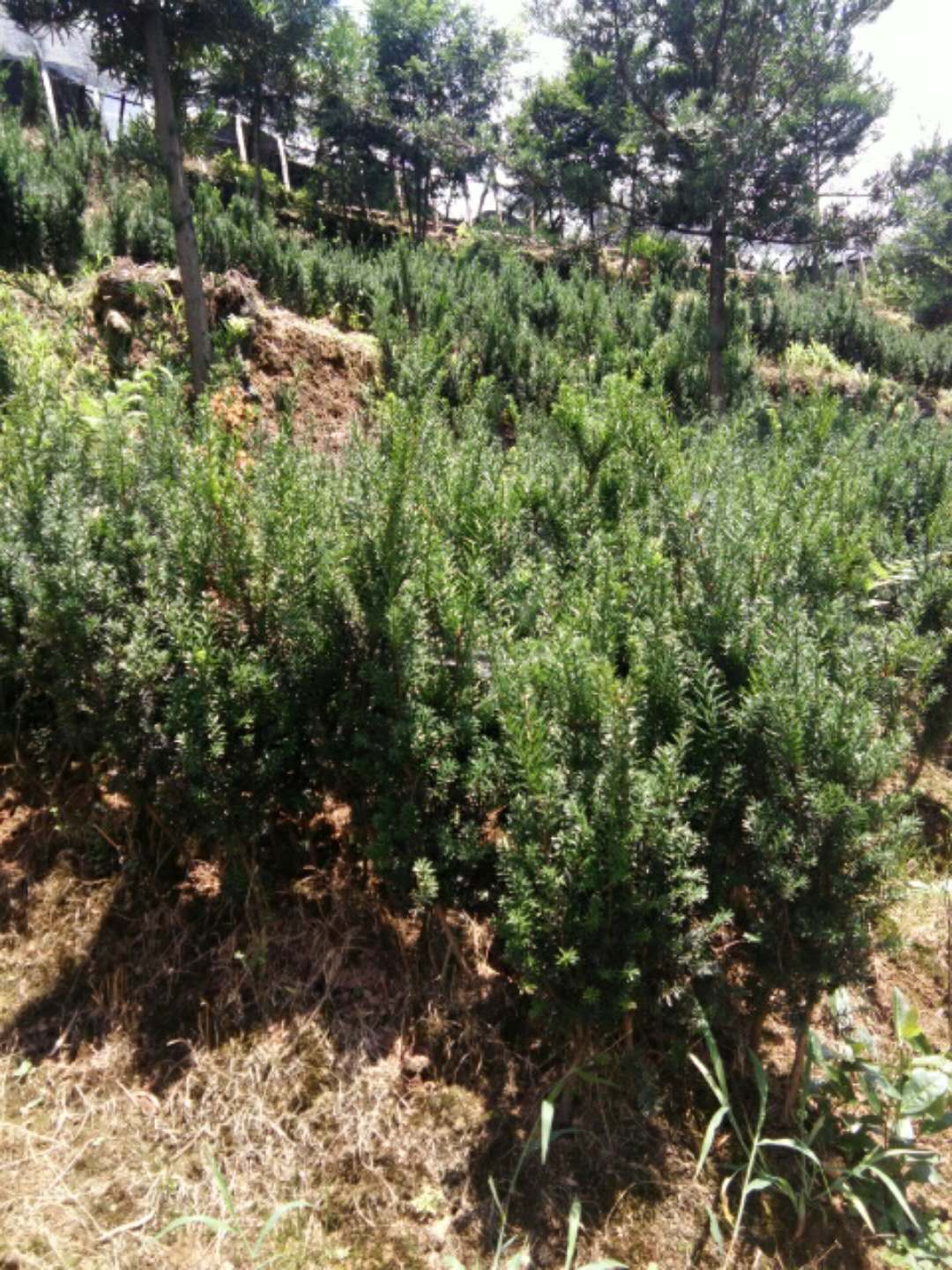 红豆杉
