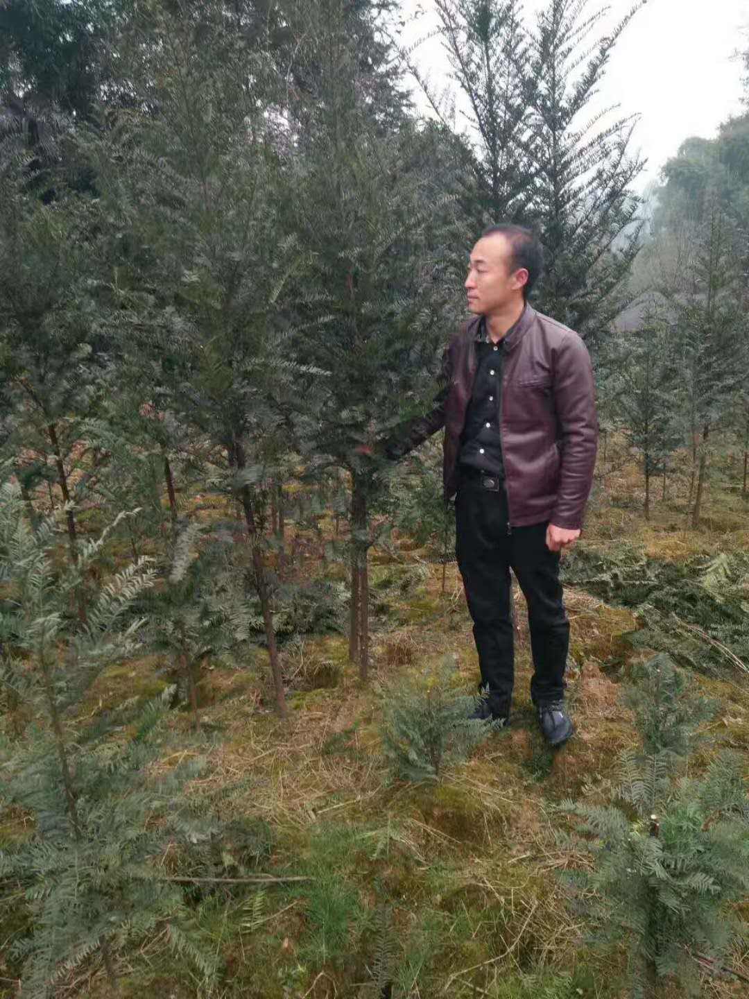 红豆杉