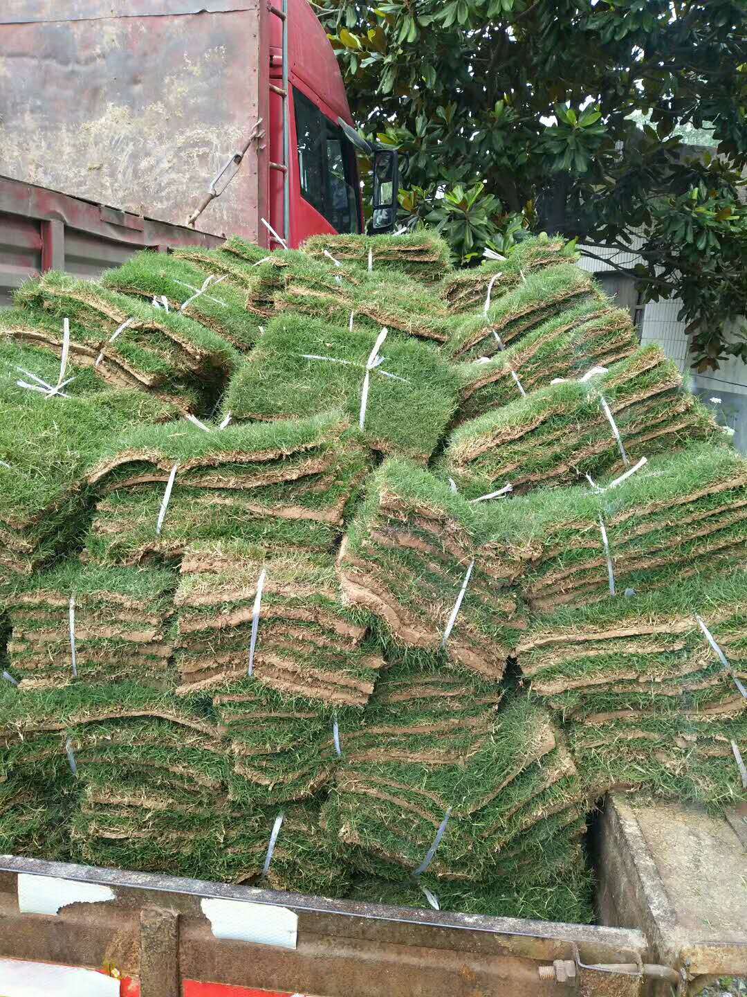 马尼拉草皮