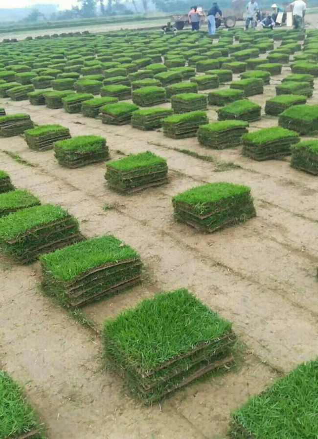 马尼拉草皮