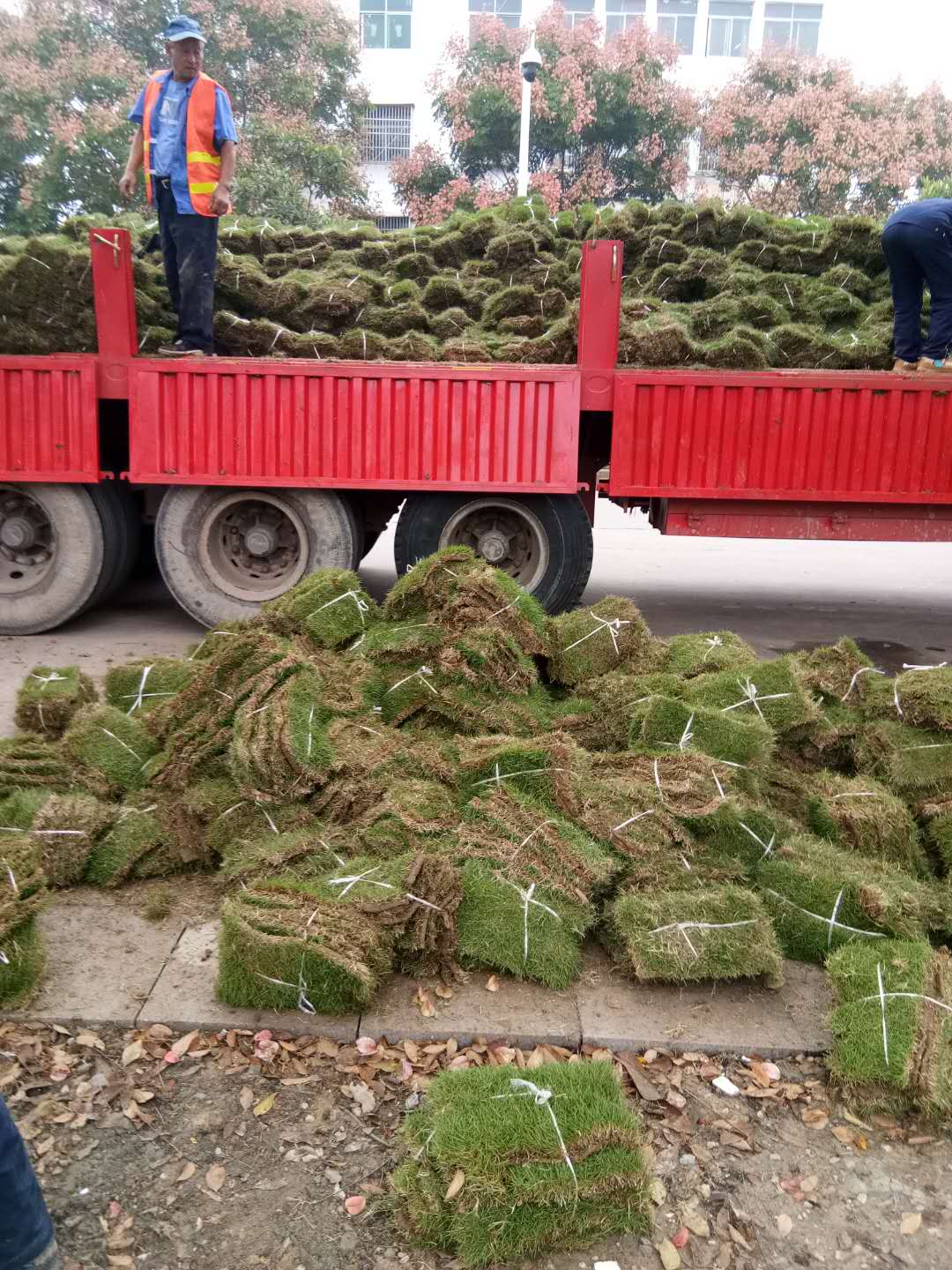 马尼拉草坪