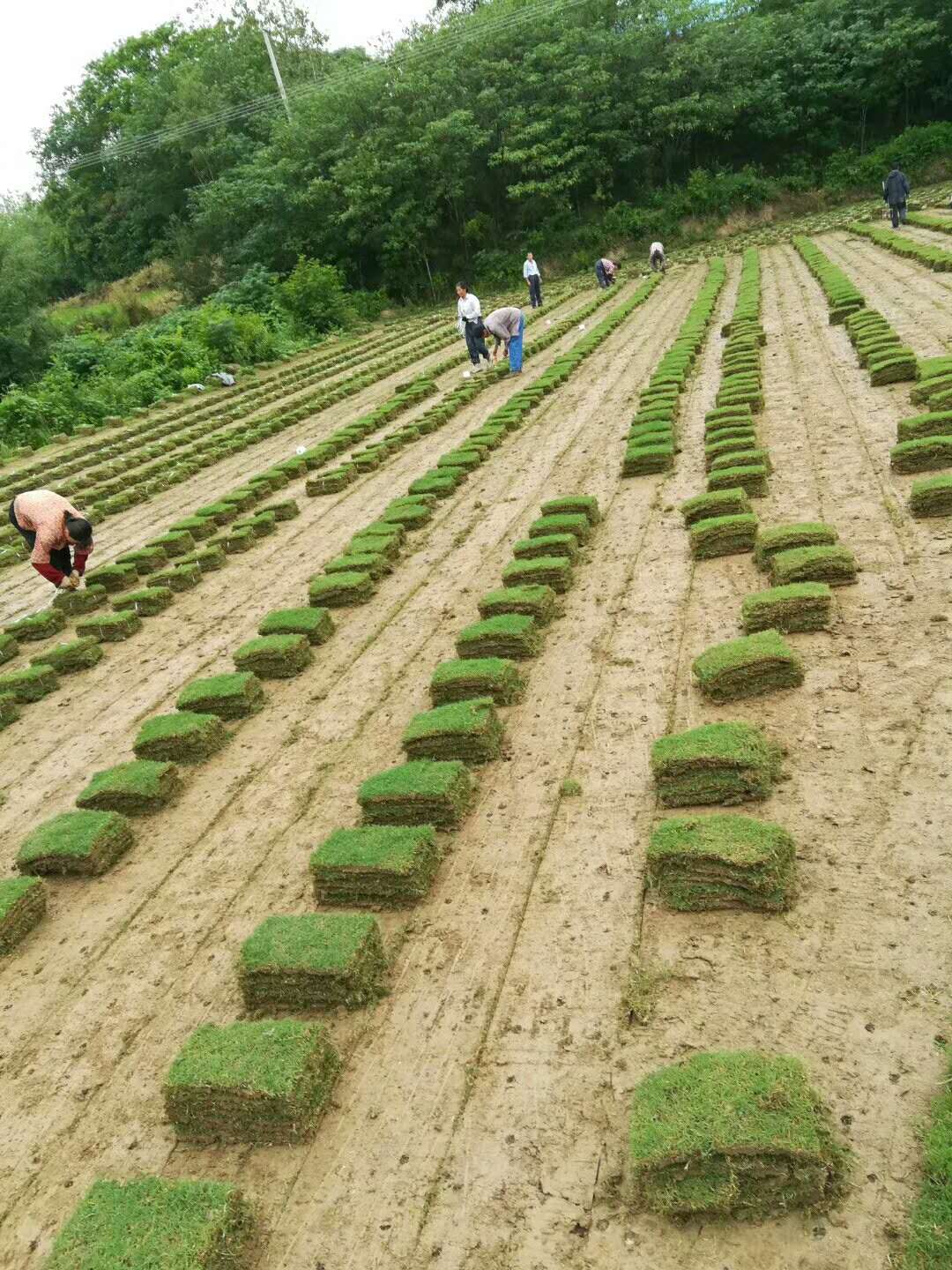 马尼拉草坪